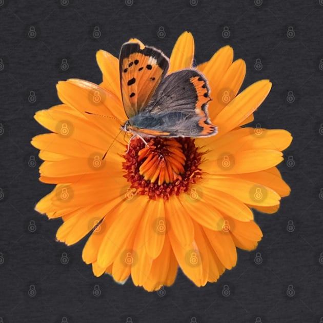 Butterfly on yellow Marigoldflower by ImagineItAllArt